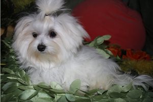 Rebel - Maltese for sale