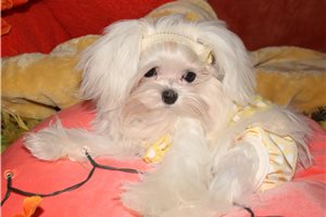 Marlena - Maltese for sale