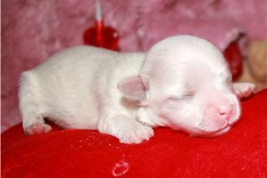 Olivia - puppy for sale