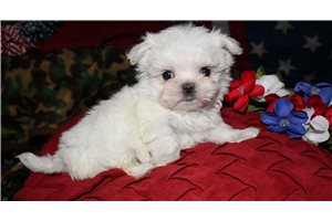 Sansa - Maltese for sale
