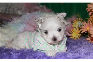 Charlotte - Maltese for sale