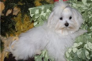 Razor - Maltese for sale