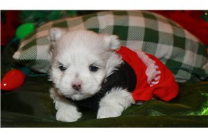 Winona - Maltese for sale