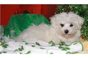 Lincoln - Maltese for sale