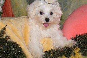 Reed - Maltese for sale