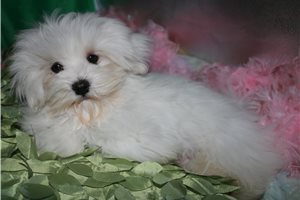 Luke - Maltese for sale