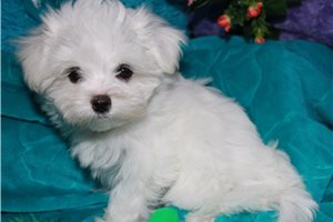 Ocean - Maltese for sale