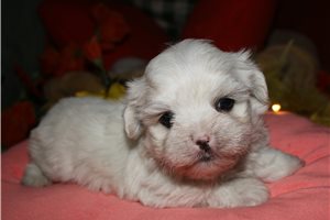 Wally - Maltese for sale