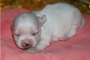 Zuri - Maltese for sale
