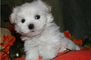 Volt - Maltese for sale