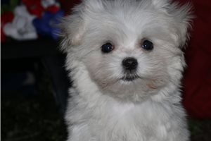 Sebastian - Maltese for sale