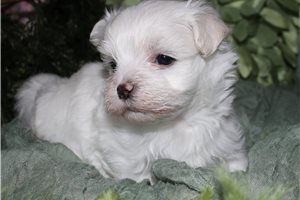 Reece - Maltese for sale