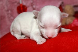 Opal - Maltese for sale