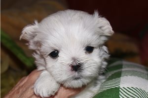 Vermont - Maltese for sale