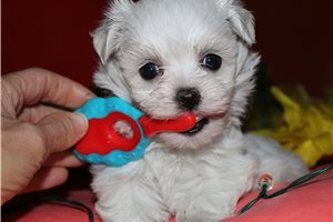 Tammy - Maltese for sale