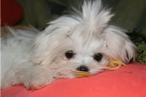Sansa - Maltese for sale