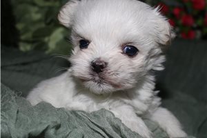 Sebastian - Maltese for sale