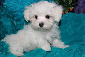 Olivia - Maltese for sale