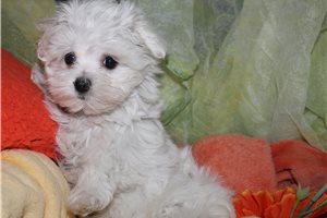 Tammy - Maltese for sale