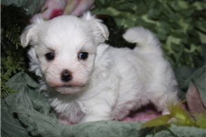 Reed - puppy for sale