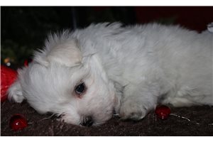 Razor - Maltese for sale