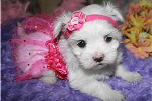 Connie - puppy for sale