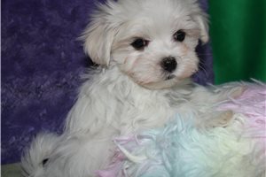 Oscar - Maltese for sale