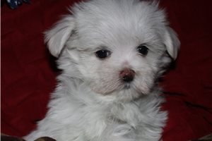Stud - Maltese for sale