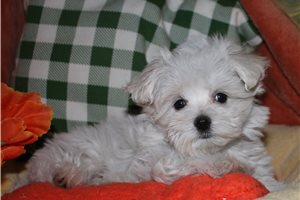 Todd - Maltese for sale