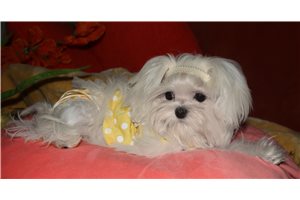 Marlena - Maltese for sale
