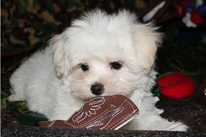 Reed - Maltese for sale
