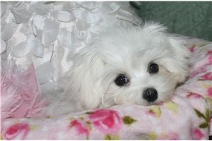 Olivia - Maltese for sale