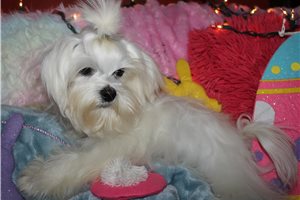 Lincoln - Maltese for sale