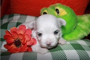 Opal - Maltese for sale