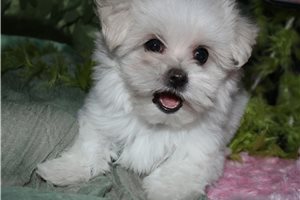 Maria - Maltese for sale