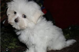 Rebel - Maltese for sale
