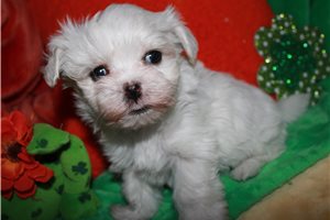 Oscar - Maltese for sale