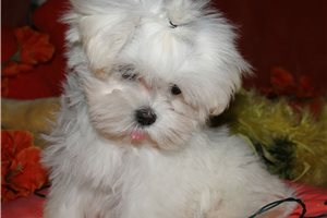 Sebastian - Maltese for sale
