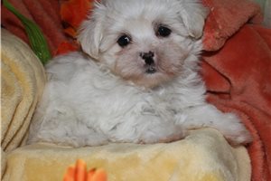 Wally - Maltese for sale