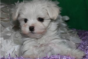 Opal - Maltese for sale