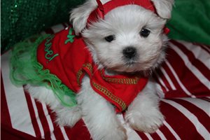 Zuri - Maltese for sale