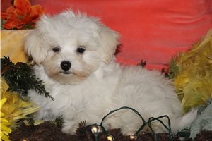 Reece - Maltese for sale