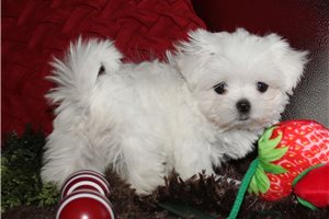 Sansa - Maltese for sale