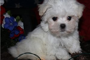 Sebastian - puppy for sale