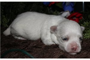 Tammy - puppy for sale