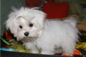 Sebastian - Maltese for sale