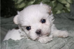 Sebastian - Maltese for sale