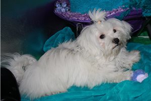 Luke - Maltese for sale