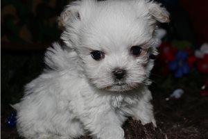 Sansa - Maltese for sale