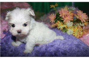 Marlena - Maltese for sale